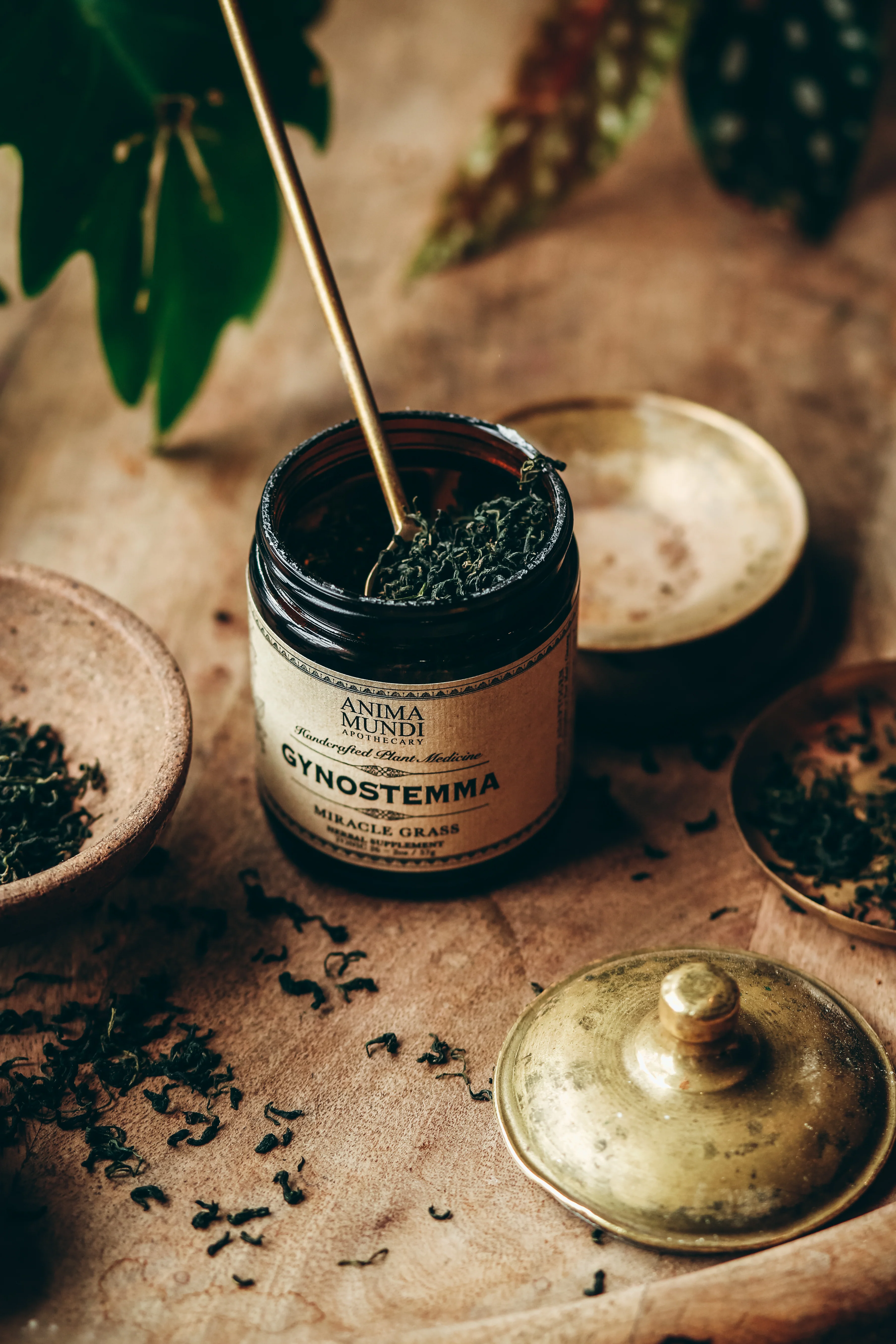 GYNOSTEMMA | Miracle Grass - Image 5