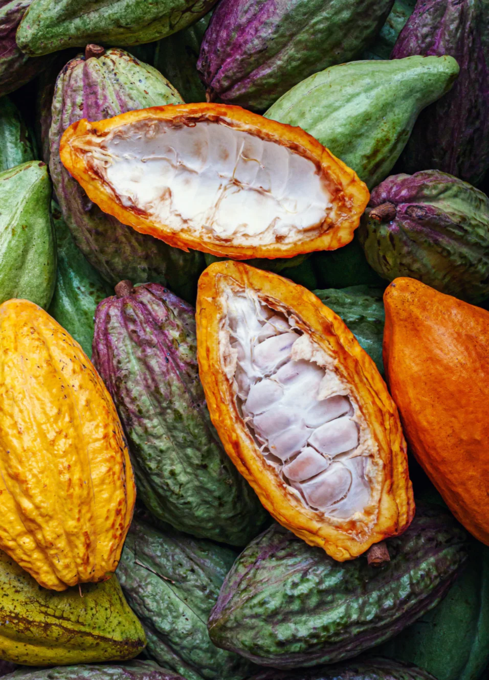 TAYRONA CEREMONIAL CACAO | Indigenous, Organic, Regenerative - Image 11