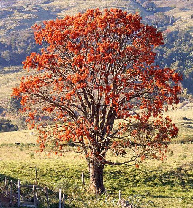 MULUNGU | Amazonian Dream Ally* - Image 4