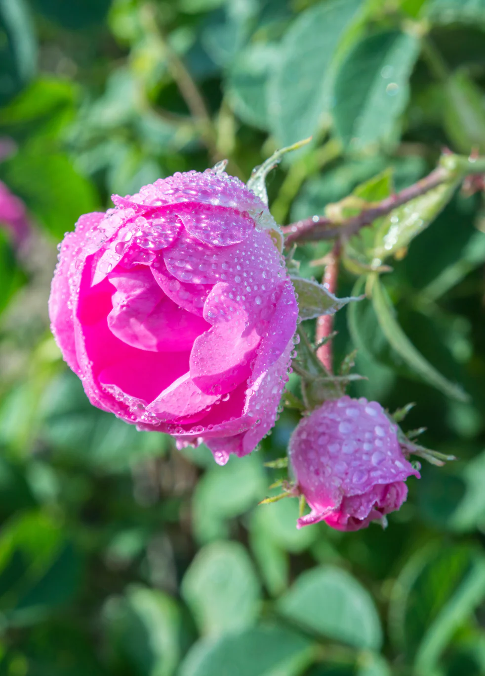 WHOLE ROSE BUDS | Organic Blooms - Image 6