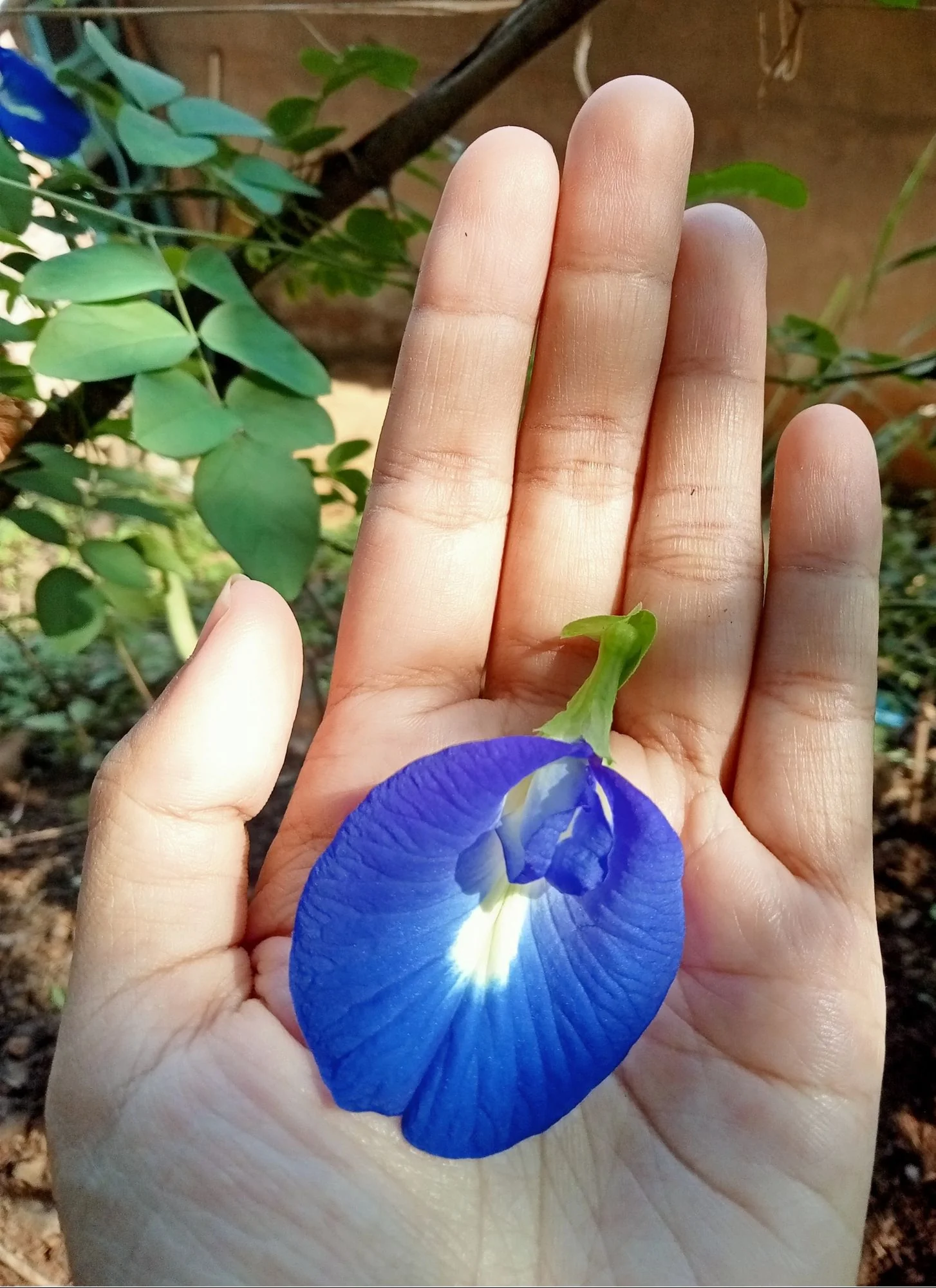 WHOLE BUTTERFLY PEA FLOWERS | Organic Blue Healer* - Image 5